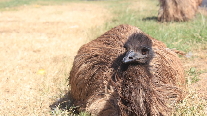 Close up image of baby emu sitting on the ground.
