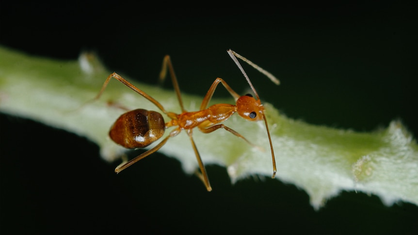 A yellow crazy ant stands alone on a thin plant stem.