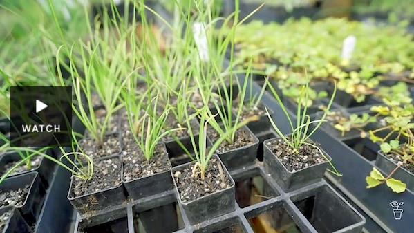 A punnet of tubestock plants. Has Video.