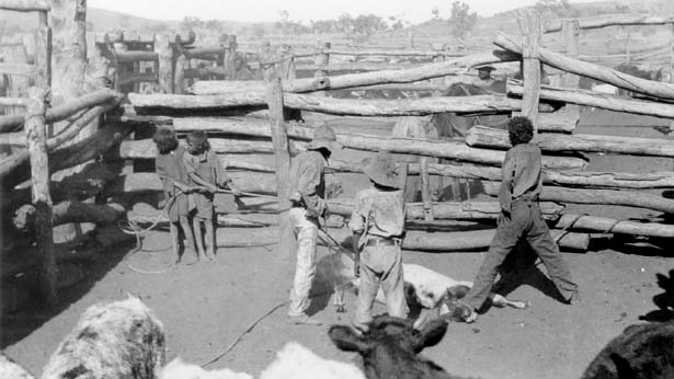 Aboriginal children branding a calf