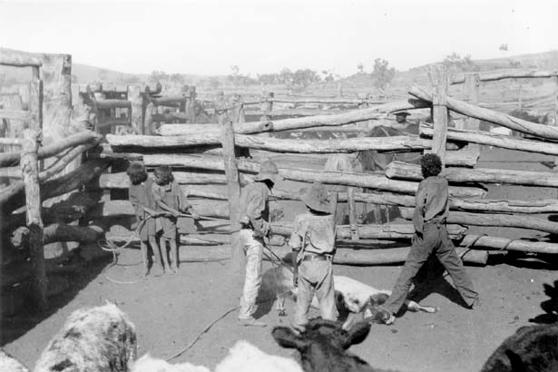 Aboriginal children branding a calf