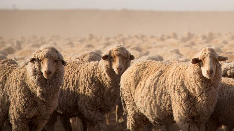 Lots of sheep looking in a dusty outback paddock.