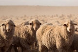 Lots of sheep looking in a dusty outback paddock.