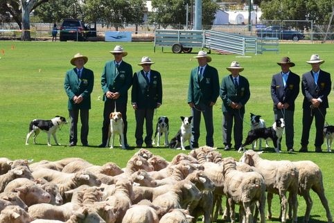 The Australian and New Zealand sheepdog trial teams line up before the event