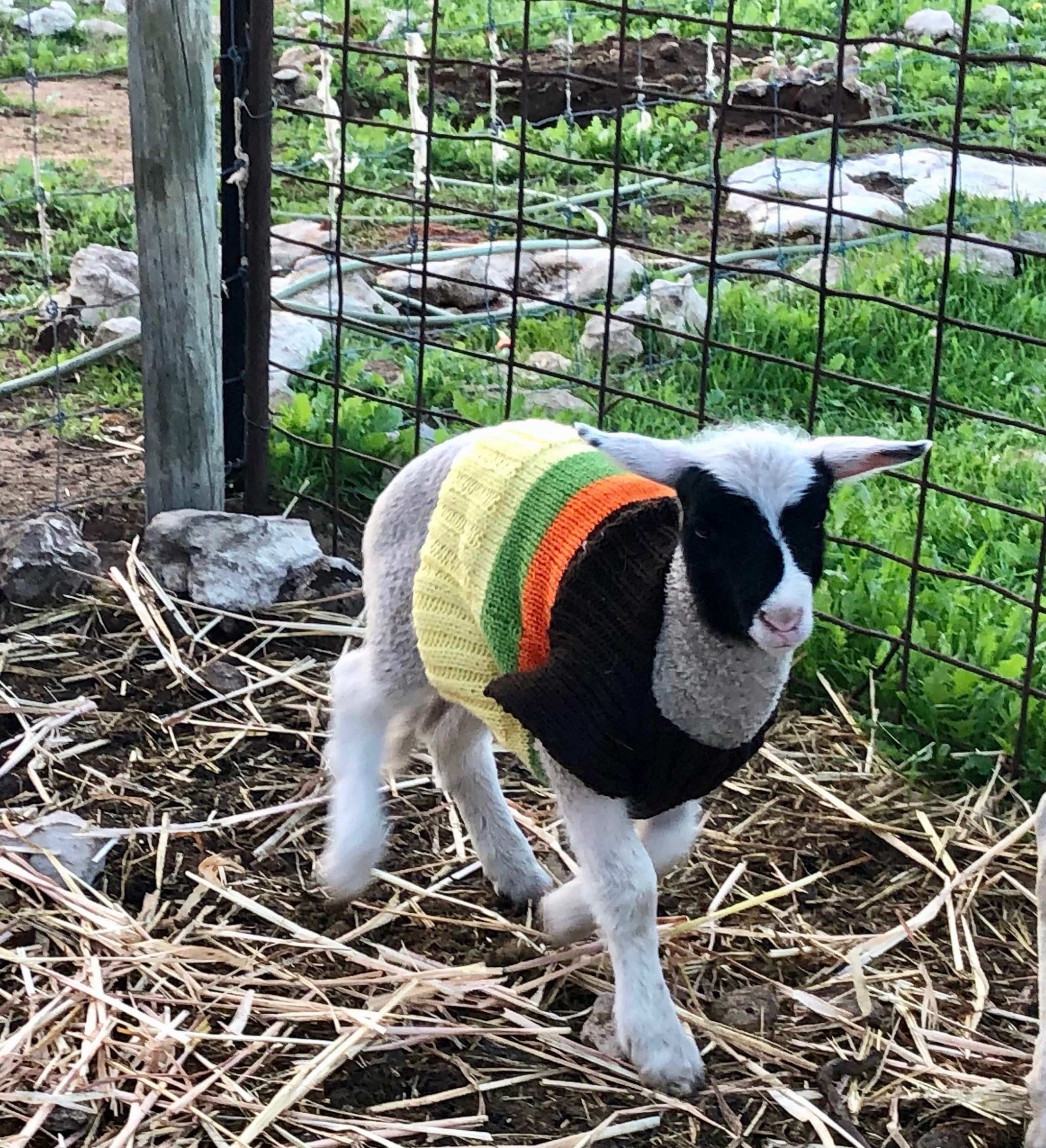 knitted lamb coat