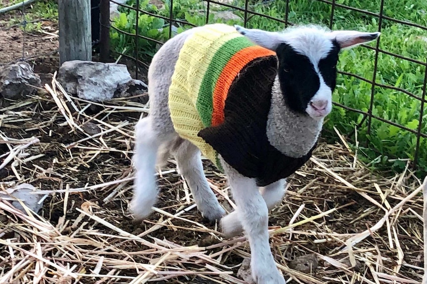 A lamb wearing a striped, knitted jumper stands in a pen.