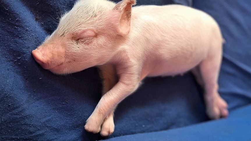 Sleeping piglet with missing front hooves