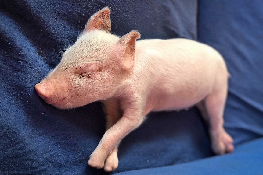 Sleeping piglet with missing front hooves.