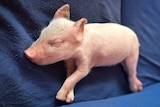 Sleeping piglet with missing front hooves.