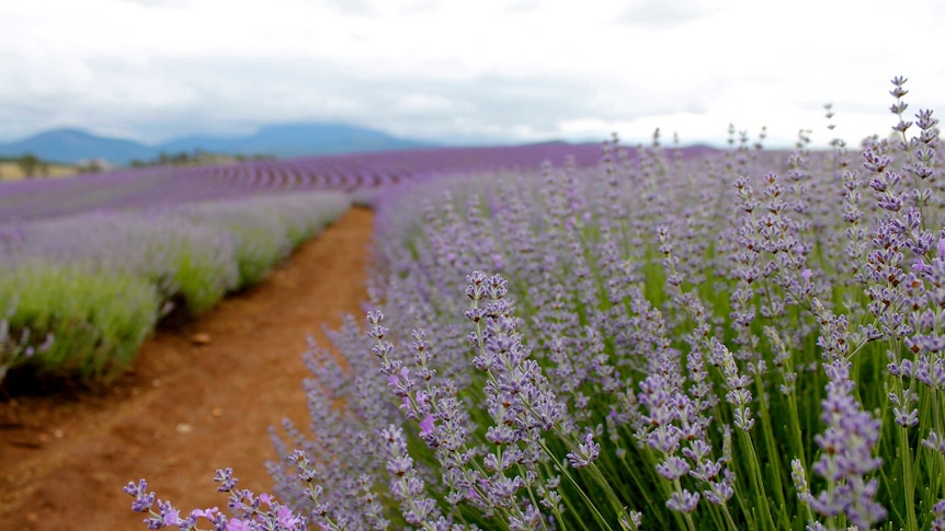 The lavender in full bloom attracts visitors from across the world