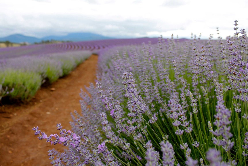 The lavender in full bloom attracts visitors from across the world
