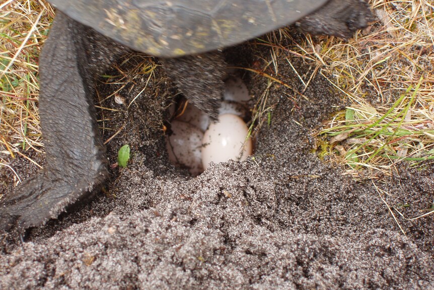 turtle eggs in the ground