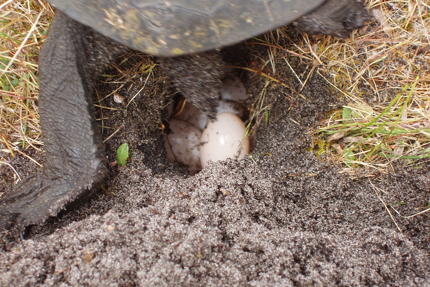 turtle eggs in the ground