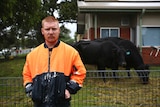 A man stands with his hands in a high-visibility jacket in front of a pair of cows in someone's front yard.
