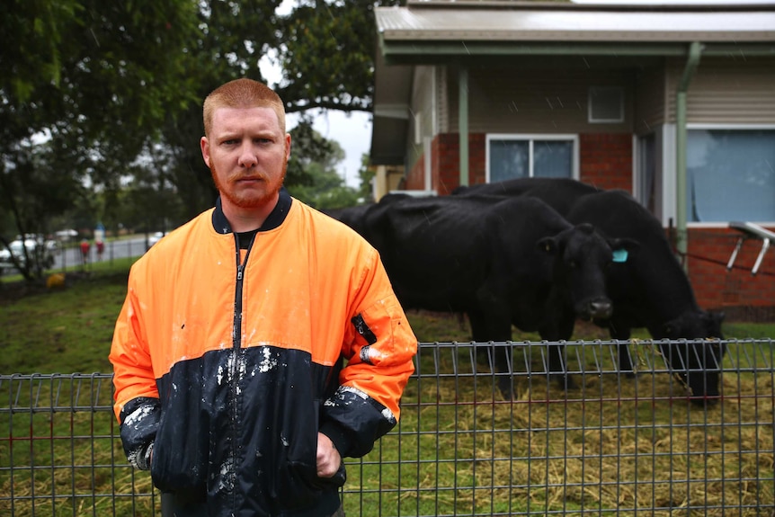 A man stands with his hands in a high-visibility jacket in front of a pair of cows in someone's front yard.