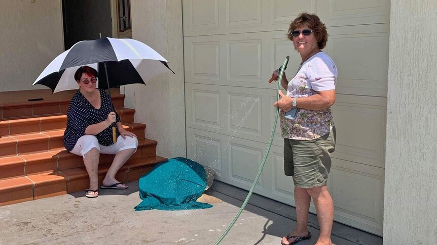 A woman with an umbrella sits near a flatback sea turtle while another woman squirts the turtle with a hose