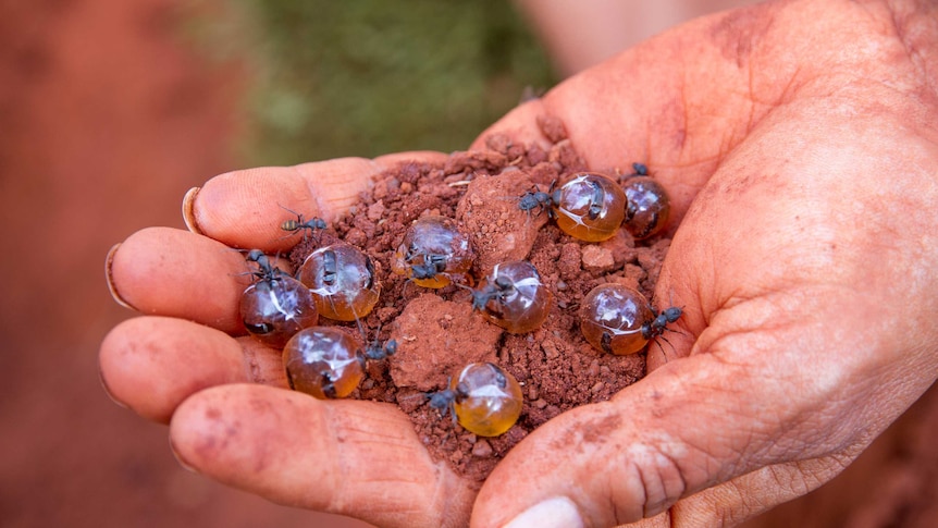 Honey ants, dug up near Kalgoorlie in the WA Goldfields.
