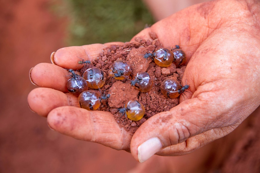 Honey ants, dug up near Kalgoorlie in the WA Goldfields.