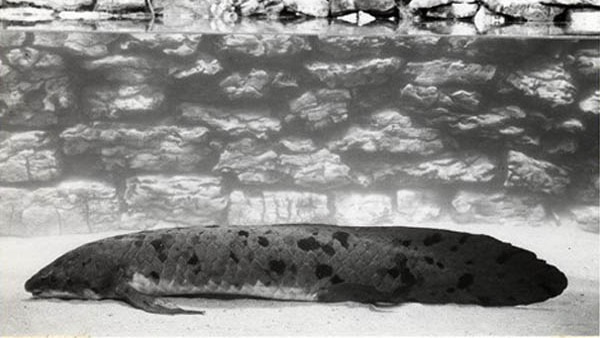 A photo posted to the Chicago Shedd Aquarium blog shows Granddad the lungfish soon after his arrival in the 1930s.