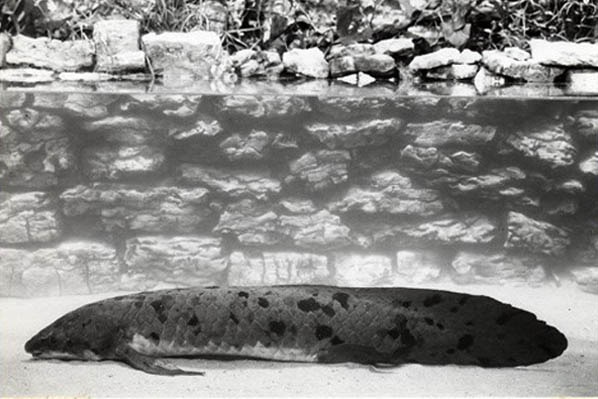 A photo posted to the Chicago Shedd Aquarium blog shows Granddad the lungfish soon after his arrival in the 1930s.