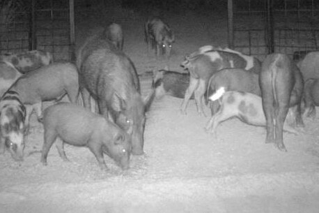 More than a dozen feral pigs of different colours and sizes are sniffing the ground in front of a large open trap at night time