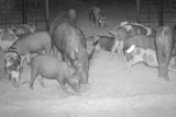 More than a dozen feral pigs of different colours and sizes are sniffing the ground in front of a large open trap at night time