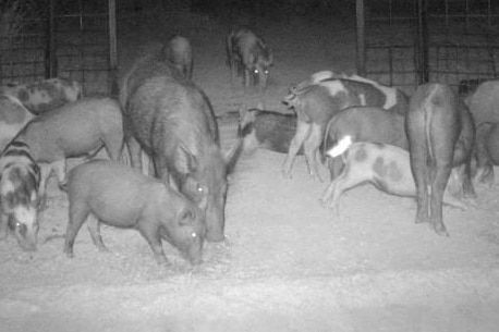 More than a dozen feral pigs of different colours and sizes are sniffing the ground in front of a large open trap at night time