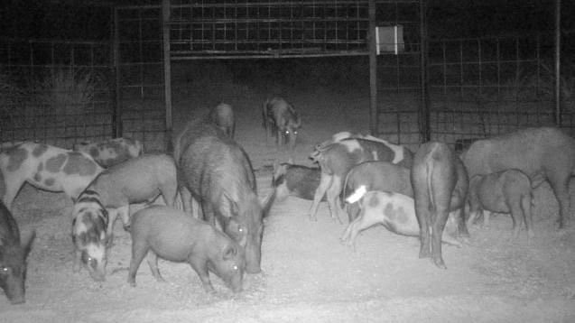 More than a dozen feral pigs of different colours and sizes are sniffing the ground in front of a large open trap at night time