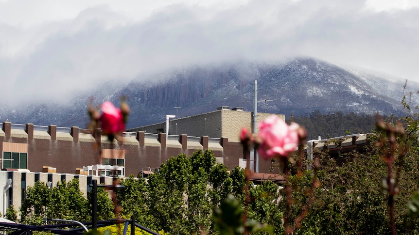 Roses in bloom in the foreground with a snow-topped Mt Wellington in the background.