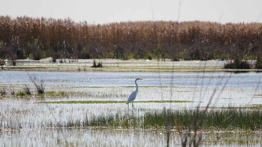 A lone egret stands in sparkling sunshine in the wetlands.