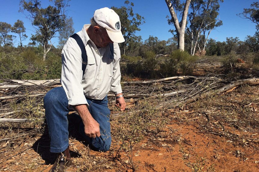 A man bends down to inspect a small mulga plant