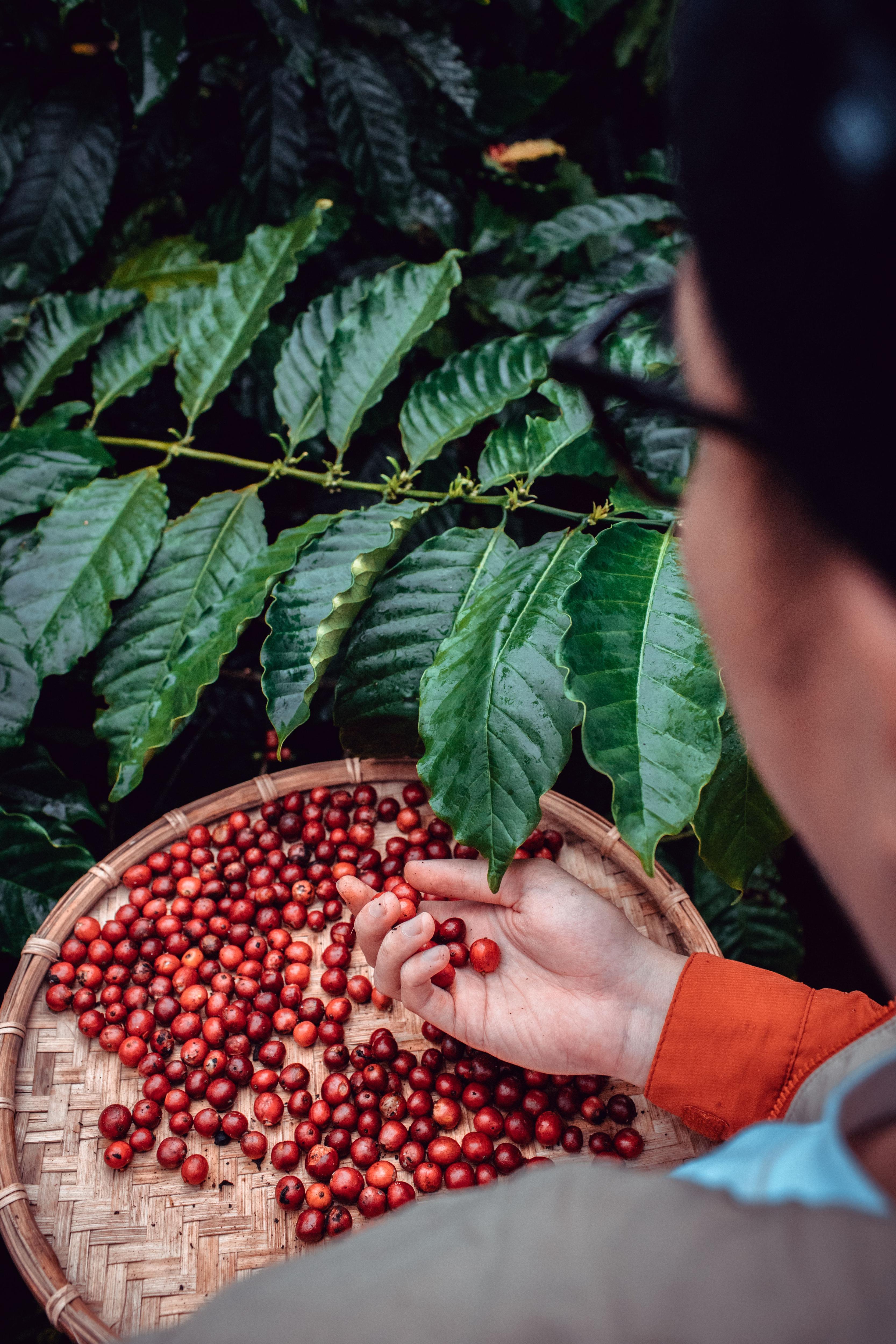 Coffee under threat of extinction: is this the bitter end?