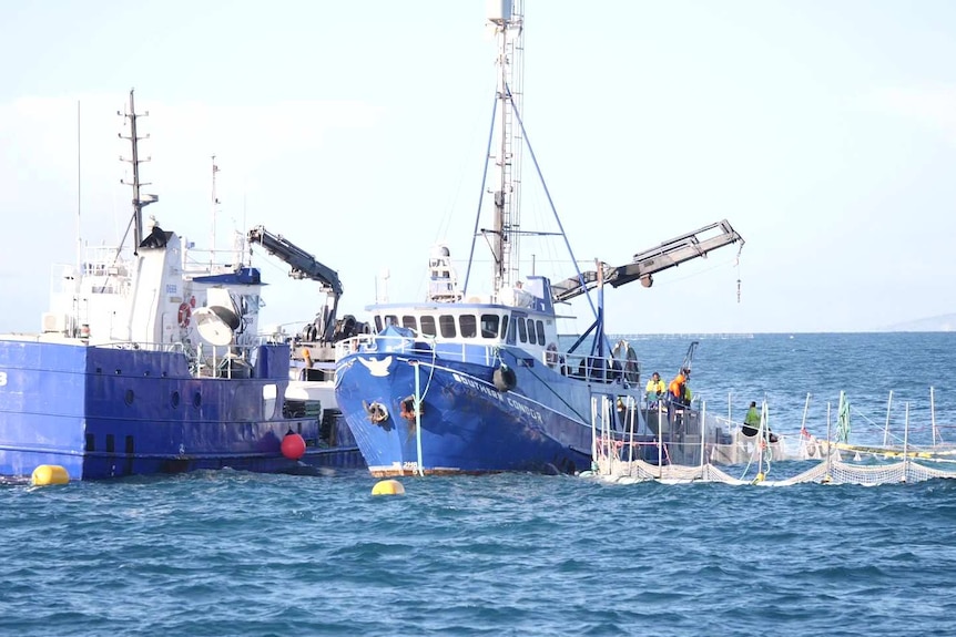 Two blue fishing boats tied up to round netted pontoon