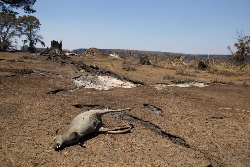 A dead sheep lies in a burned paddock.