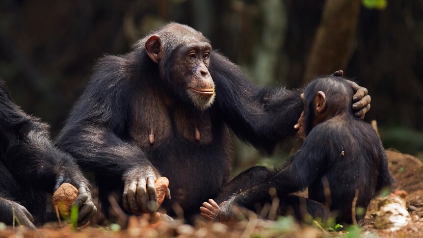 A chimp mother and her child.