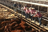 Cattle auctioned at Roma saleyards