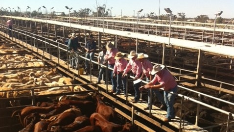 Cattle auctioned at Roma saleyards