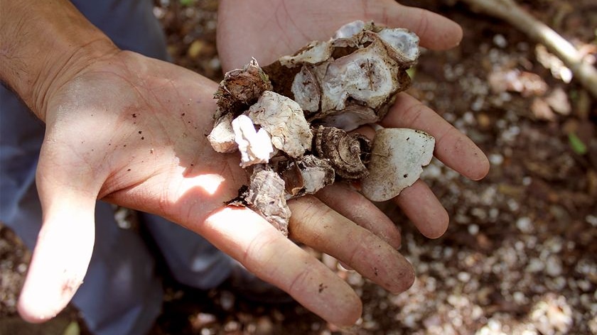 Hands hold remains of shells, oysters, and other shellfish from an Indigenous shell midden at Gold Coast's Burleigh Headlands.