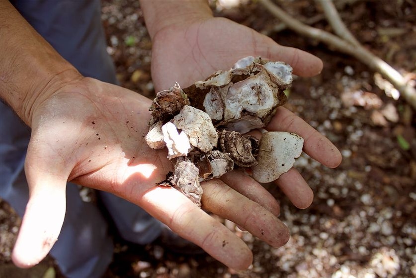 Hands hold remains of shells, oysters, and other shellfish from an Indigenous shell midden at Gold Coast's Burleigh Headlands.