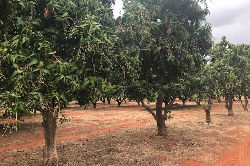 Large mango trees on red dirt with fruit hanging off them