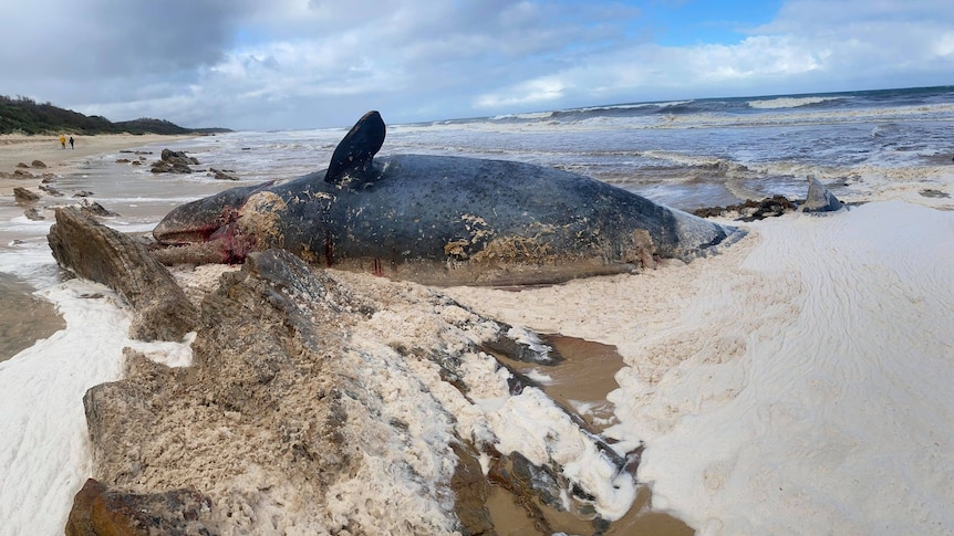 dead whale on mallacoota beach tide out