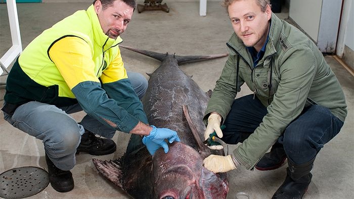 National Parks and Wildlife officer Josh Edwards and PIRSA aquatic health officer Dr Shane Roberts help to transport the blue marlin found on Carrickalinga beach