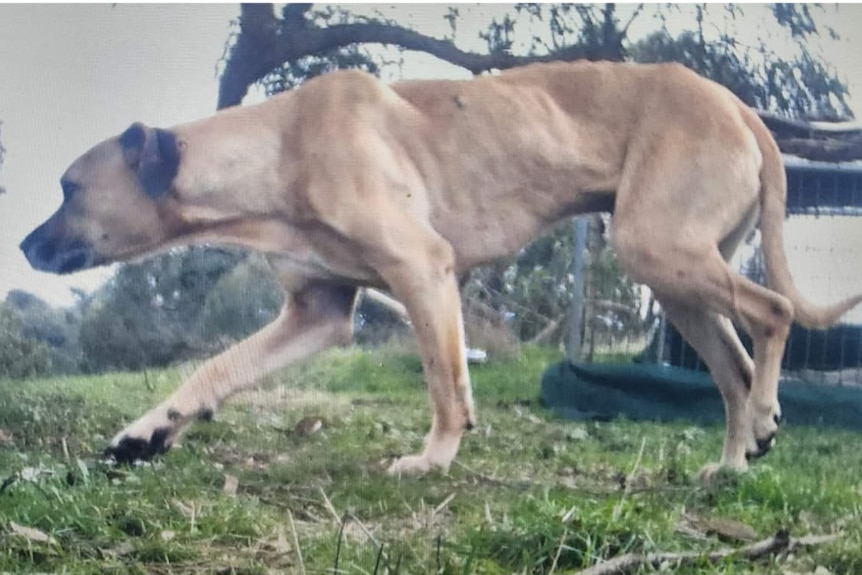a skinny dog  walks through bushland