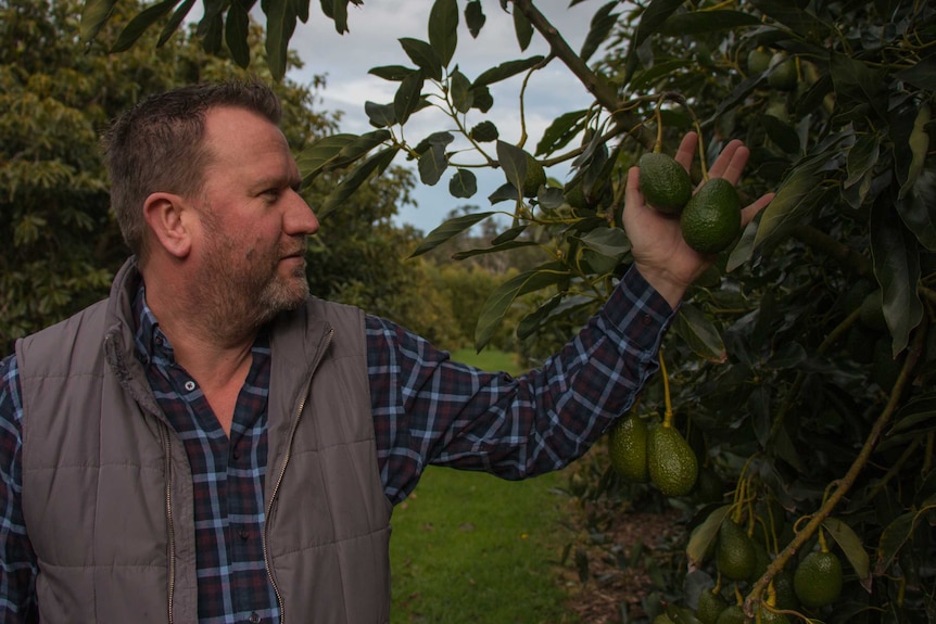 Steven Marshall inspects an avocado tree at his farm on the Mornington Peninsula.