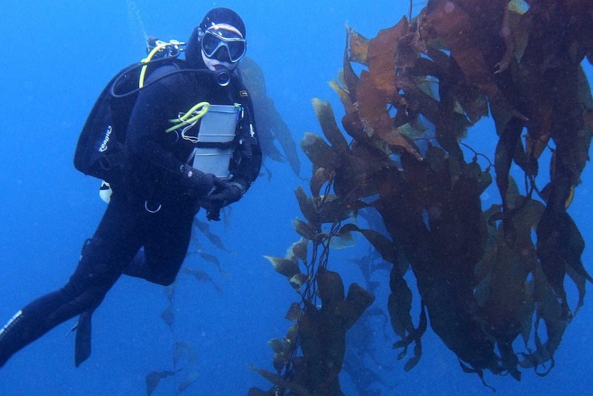 A scuba diver with giant kelp