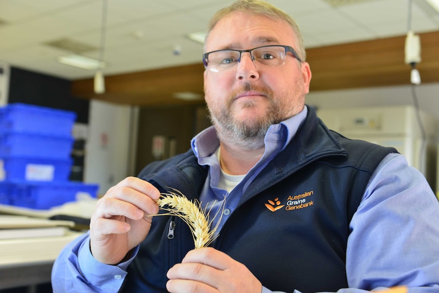 Grain researcher standing with a blade of wheat in his hands