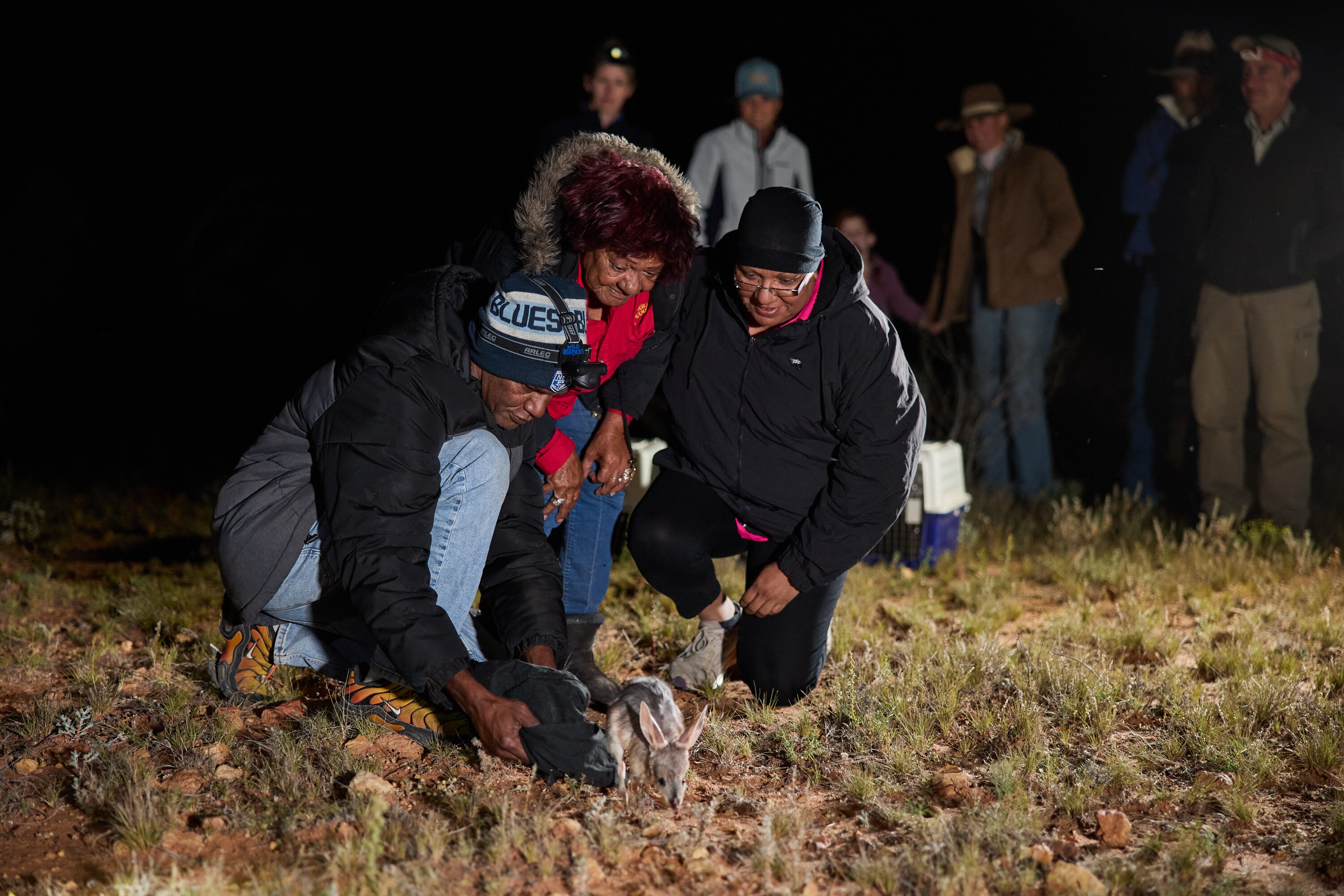 Three Indigenous people crouching down and releasing a bilby into the wild.