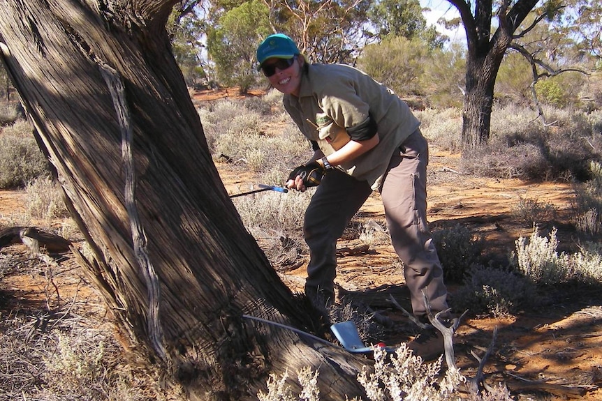 Alison O'Donnell takes a core sample from a tree.