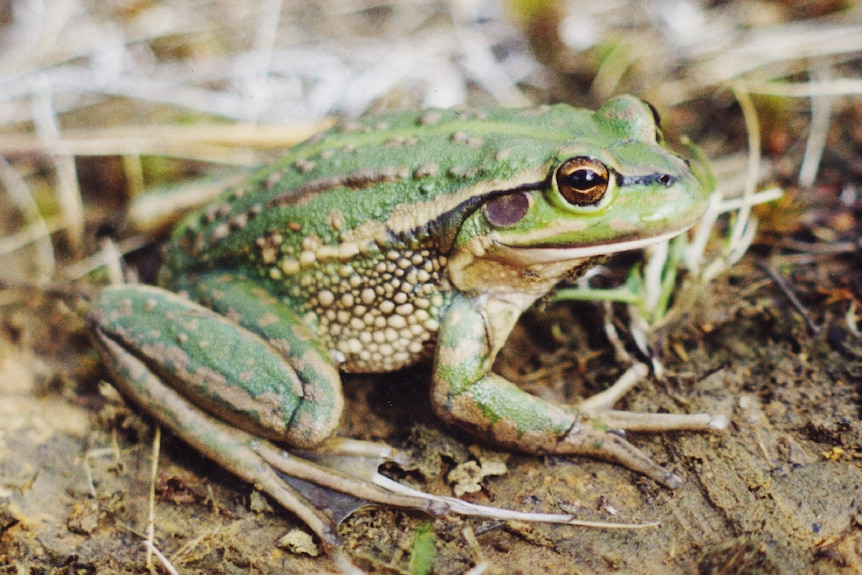 A green frog with many bumps on its side in grass. 