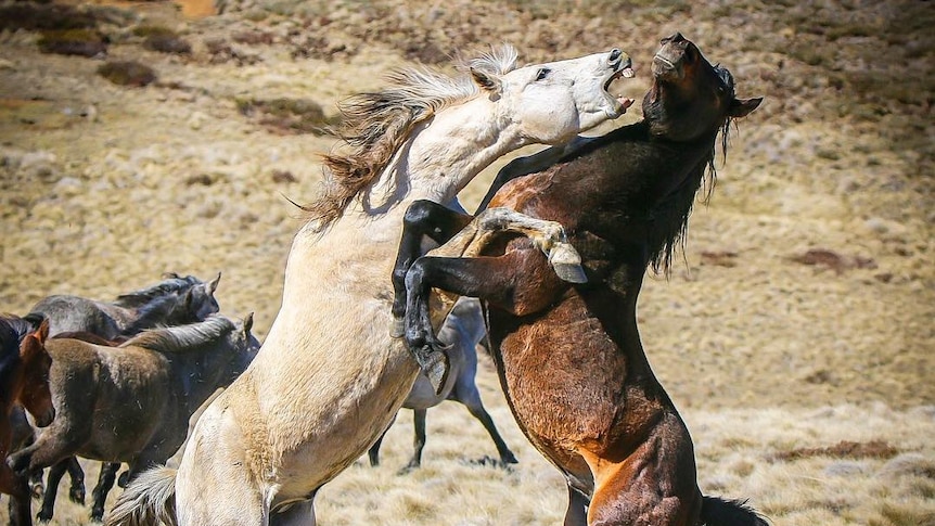 Two stallions fighting.